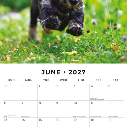 Wire-haired Dachshunds 2027 square wall calendar - monthly calendar spread