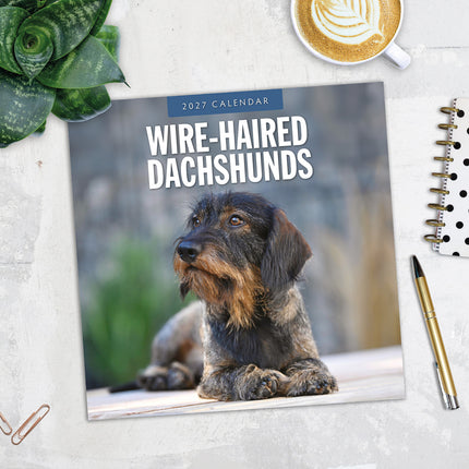 Wire-haired Dachshunds 2027 square wall calendar - image detail