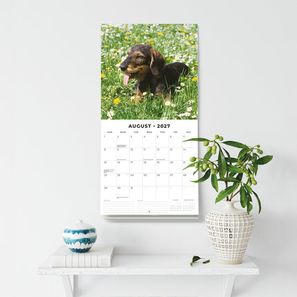 Wire-haired Dachshunds 2027 square wall calendar - wall display