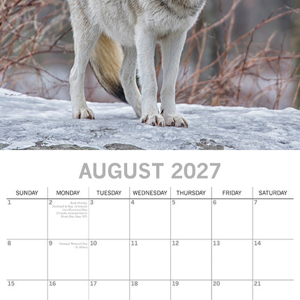 Wolves 2027 Premium Square Wall Calendar August sample page
