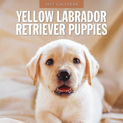 Yellow Labrador Retriever Puppies 2027 square wall calendar - front cover
