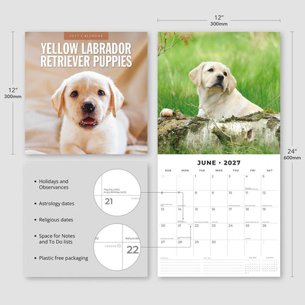 Yellow Labrador Retriever Puppies 2027 square wall calendar - product specifications