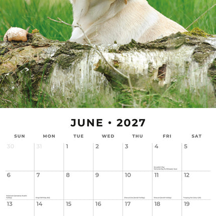 Yellow Labrador Retriever Puppies 2027 square wall calendar - monthly calendar spread