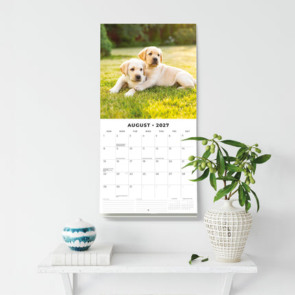 Yellow Labrador Retriever Puppies 2027 square wall calendar - wall display