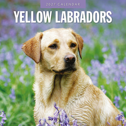 Yellow Labrador 2027 square wall calendar - front cover