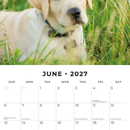 Yellow Labrador 2027 square wall calendar - monthly calendar spread