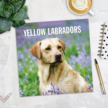 Yellow Labrador 2027 square wall calendar - image detail