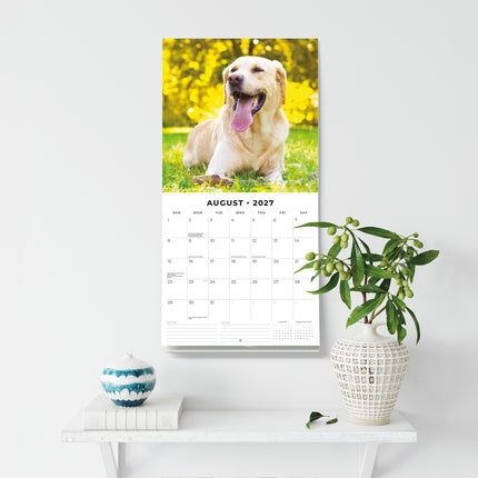 Yellow Labrador 2027 square wall calendar - wall display