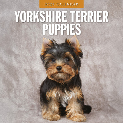 Yorkshire Terrier Puppies 2027 square wall calendar - front cover