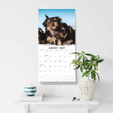 Yorkshire Terrier Puppies 2027 square wall calendar - wall display