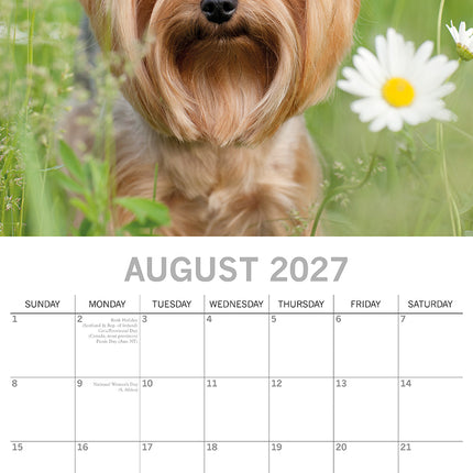 Yorkshire Terriers 2027 Premium Square Wall Calendar August sample page