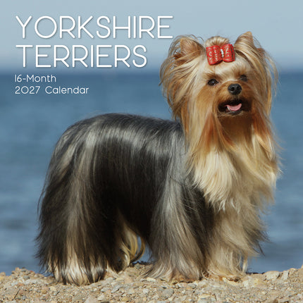 Yorkshire Terriers 2027 Premium Square Wall Calendar cover