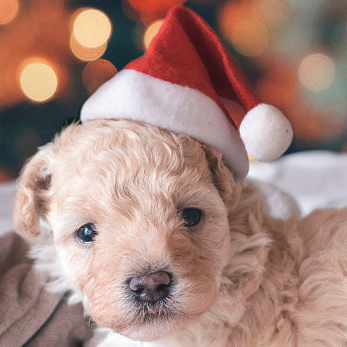 Christmas Santa Dog Hat Puppy Kitten Cat Caps Pet Costumes Dress Xmas Ornament